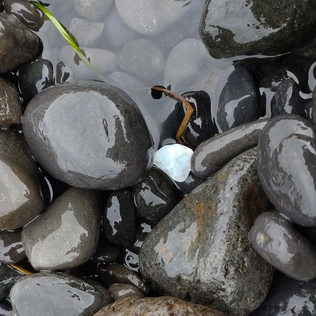 今宵の推し石 - 2024年8月12日 島根県の海岸に見られるめのうや