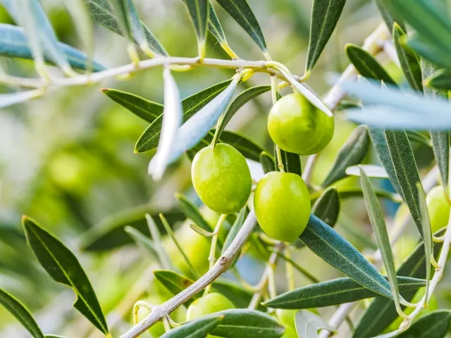 専用です♡新作♡極♡宝石質ペリドット♡ 水ブレス ペリドット めちゃくちゃ豪華なブレスが出来ました🍀 けっこうお高いと